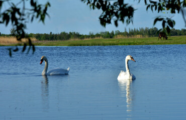 white swans float on the river