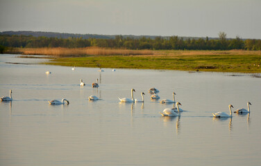 white swans float on the river