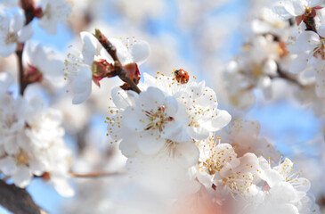 white apricot flower in spring on a background of blue sky