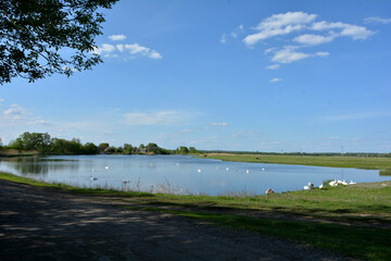 white swans and geese swim in the river