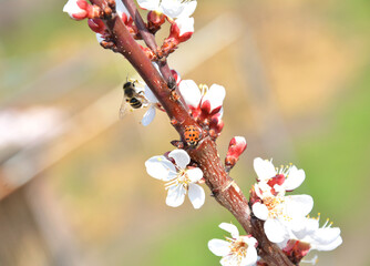 white apricot flower in spring