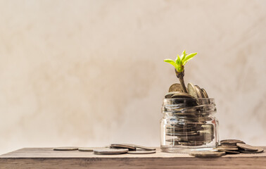 Plant sprout grows in the jar. Budget, saving money concept. Copy cpace