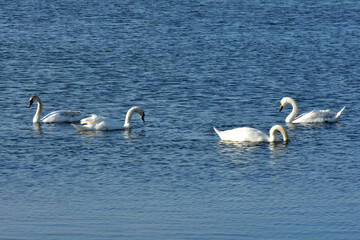 white swans float on the river