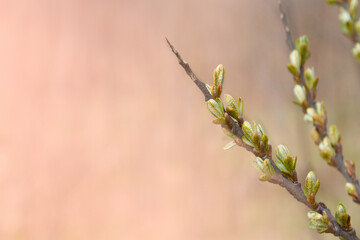 Young sprouts of sea buckthorn on a blurred background.Copy space