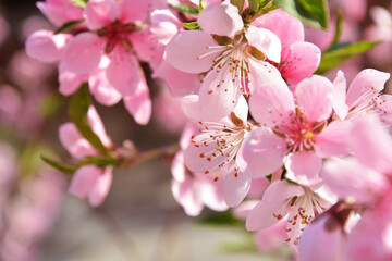 Fototapeta na wymiar pink peach blossom on wood background