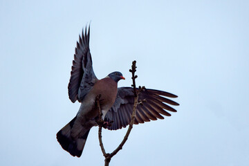 wild pigeon on a branch on an early spring day