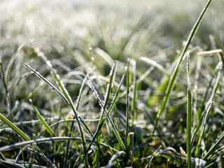 Gras mit Frost am früheren Morgen