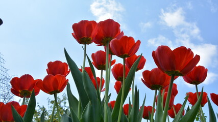 Obraz premium red tulips on a background of blue sky
