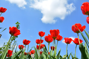 Obraz premium red tulips on a background of blue sky