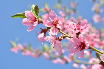 pink peach blossom on a background of blue sky