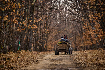 Obraz premium a cart with tree roots on a forest road