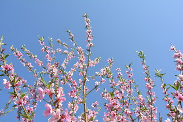 pink peach blossom on a background of blue sky