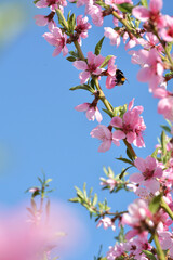 pink peach blossom on a background of blue sky