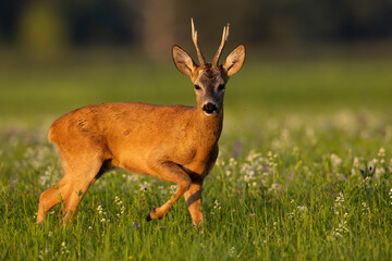 Roe deer, capreolus capreolus, looking to the camera in flowers in summer. Roebuck standing on...