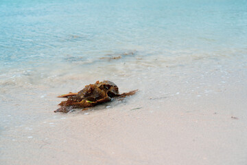 seaweed on the sand at the beach