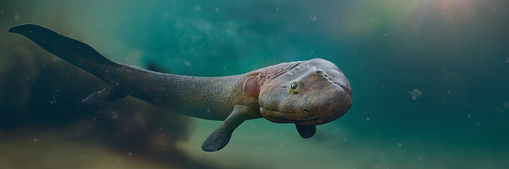 Tiktaalik, extinct transitional species between fish and legged animals from the Late Devonian Period 