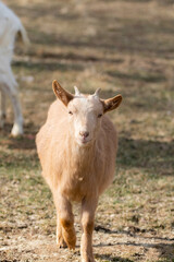 可愛いヤギ