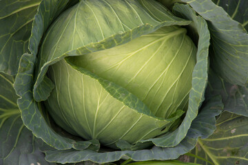 Organic farming of fresh green cabbage plantation. vegetarian cabbage on the field ready to harvest...