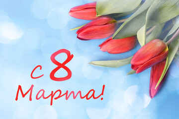 Red tulips on a blue background with the inscription "March 8th". Celebration of International Women's Day