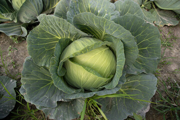 Organic farming of fresh green cabbage plantation. vegetarian cabbage on the field ready to harvest...
