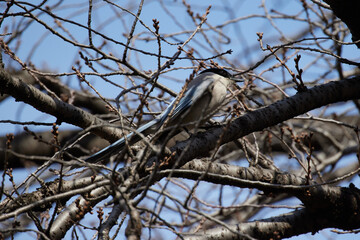 枝の中で遊んでいるオナガの写真