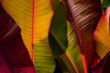 closeup nature view of banana leaves background, dark nature concept