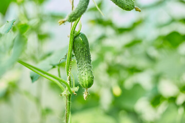 Ripe cucumbers seedling growing in greenhouse ready for picking, Young plant cucumber with yellow flowers in fall season