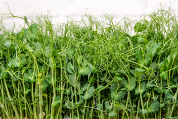 Eating right, stay young and modern restaurant cuisine. Fresh micro greens peas sprouts. Young vegetable pea sprouts, micro greens. Organic, vegan healthy food concept. Green sprigs of sprouted grains