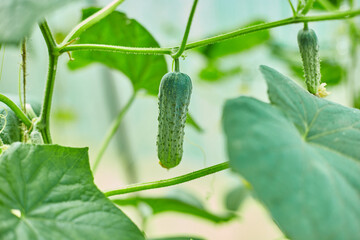 Ripe cucumbers seedling growing in greenhouse ready for picking, Young plant cucumber with yellow flowers in fall season