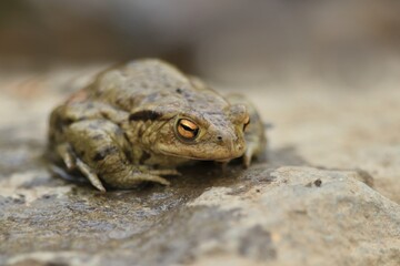 Common toad siting on the stone, European toad in the natural environment. Bufo bufo. Wildlife in Czech.