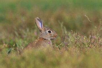 Young European rabbit in the nature habitat. Oryctolagus cuniculus. Wildlife scene from nature. Portrait of a European rabbit.