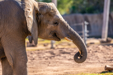 A large African Elephant in Tucson, Arizona
