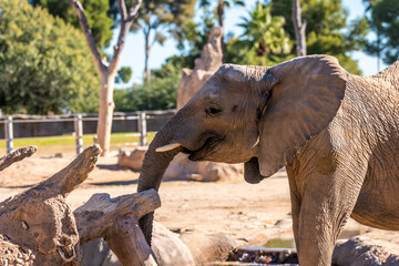 A large African Elephant in Tucson, Arizona