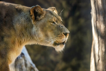 Fototapeta na wymiar An African Female Lion in Tucson, Arizona