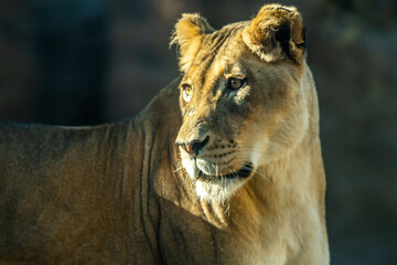 Fototapeta na wymiar An African Female Lion in Tucson, Arizona