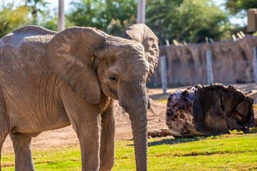 A large African Elephant in Tucson, Arizona