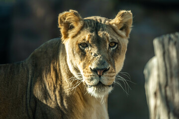 An African Female Lion in Tucson, Arizona