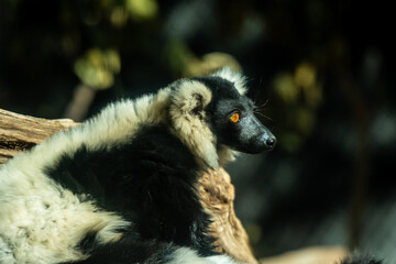 An African Wild Dog in Tucson, Arizona