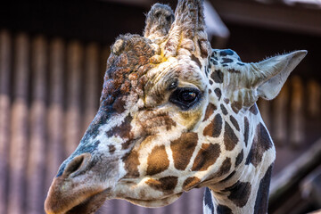 A long slender giraffe in Tucson, Arizona