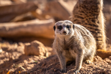 A pointed snout meerkat in Tucson, Arizona