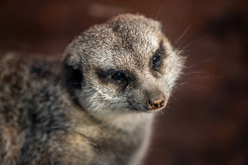 A pointed snout meerkat in Tucson, Arizona