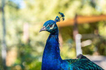 Obraz premium A blue and green peacock in Tucson, Arizona