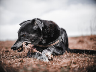 Black dog eating a bone in the meadow