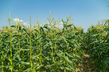 Corn field