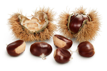 opened sweet chestnut in its spiky husk isolated on white