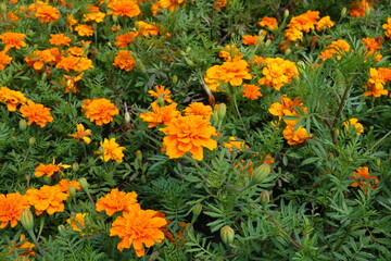 Tender orange flowers of Tagetes patula in July