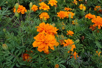 Vibrant orange flower heads of Tagetes patula in July