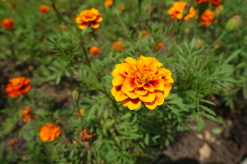 Gold and red colored flower head of Tagetes patula in mid July