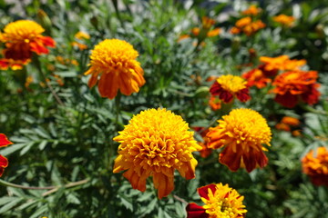 Marigolds with yellow and red flower heads in August