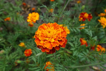 Tangerine, red and yellow flower head of Tagetes patula in July